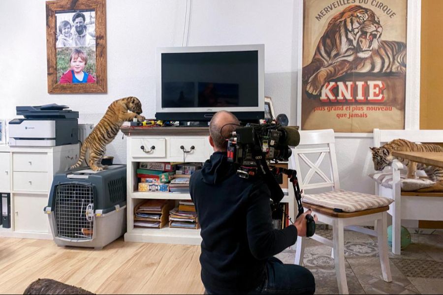 Dreharbeiten mit dem 13 Wochen alten Tigerbaby in der Küche der Auswanderer.