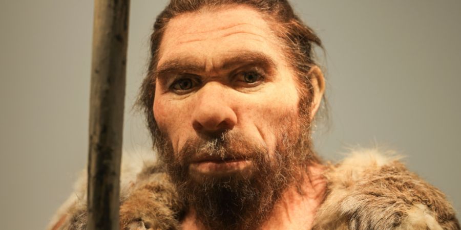 Eine Nachbildung eines Neandertalers im LVR-Landesmuseum in Bonn. (Symbolbild)
