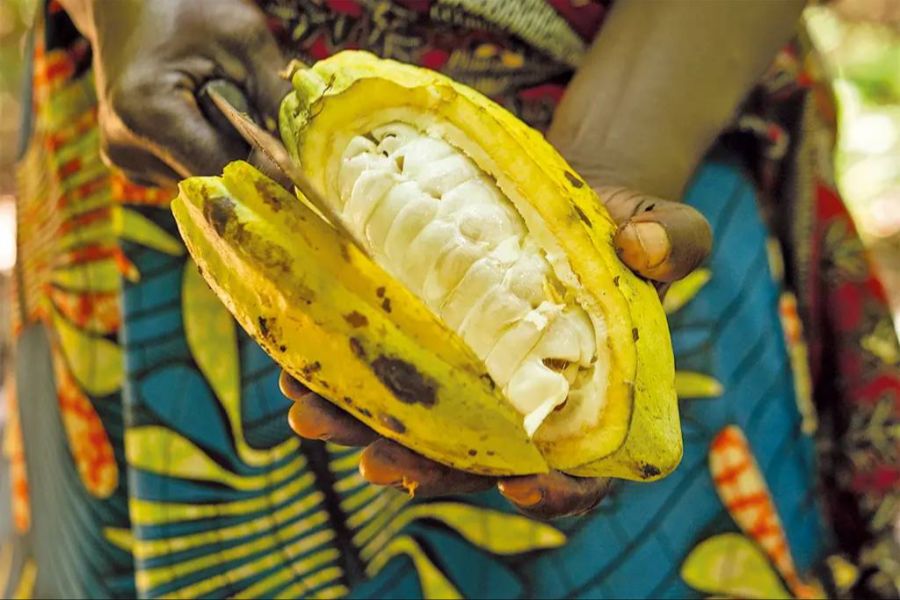 Kakao Frucht Fruchtfleisch Bohnen