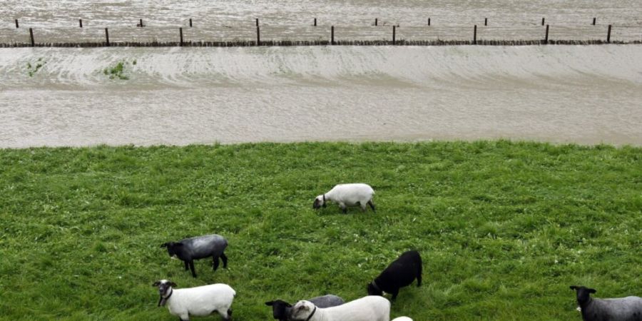 An der Engelbergeraa kommt es bei starken Regenfällen zu Überflutungen, wie hier in Wolfenschiessen NW im Oktober 2011. (Archivaufnahme)
