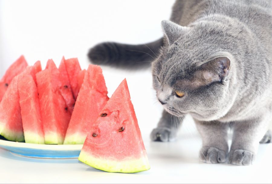 Katze, Wassermelone