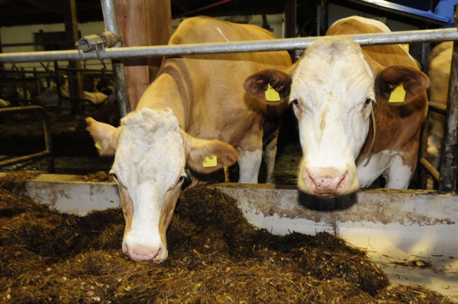 Stall Kühe Rind Futter
