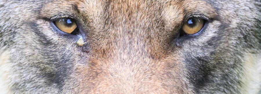 Das haben Forschende aus Wien herausgefunden.