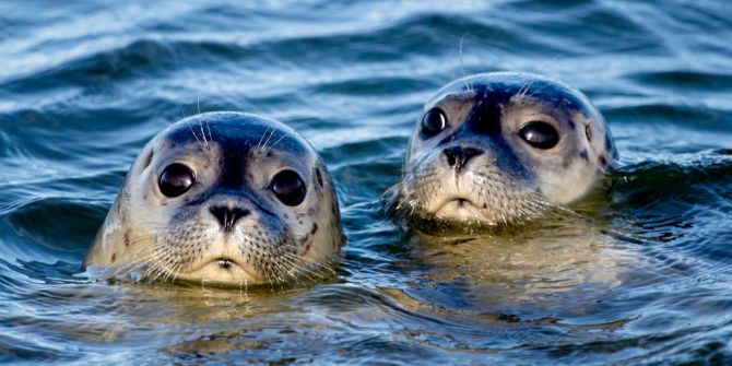 Seehunde Wattenmeer