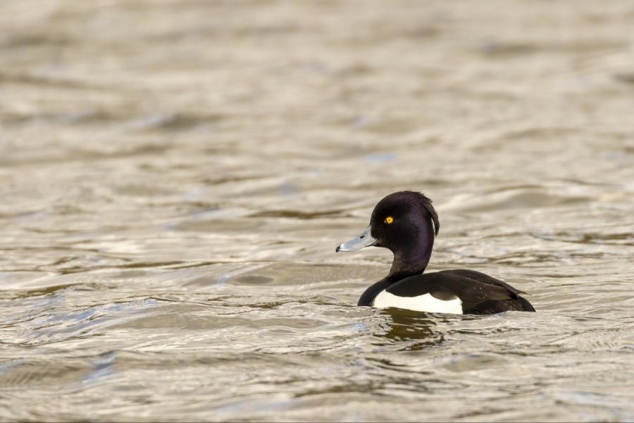 Aythya affinis