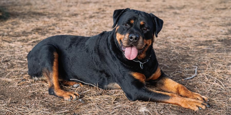 Rottweiler Angriff Katze Gericht