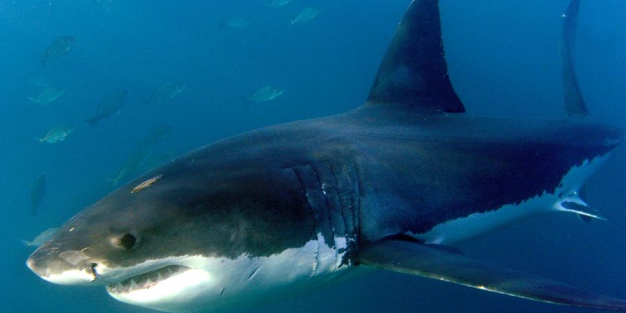 Wenn es mehr Angriffe gibt, bedeute das oft, dass mehr Menschen Zeit im Wasser verbringen - nicht, dass die Haie gefährlicher geworden sind, wie das Florida Museum of Natural History mitteilt.