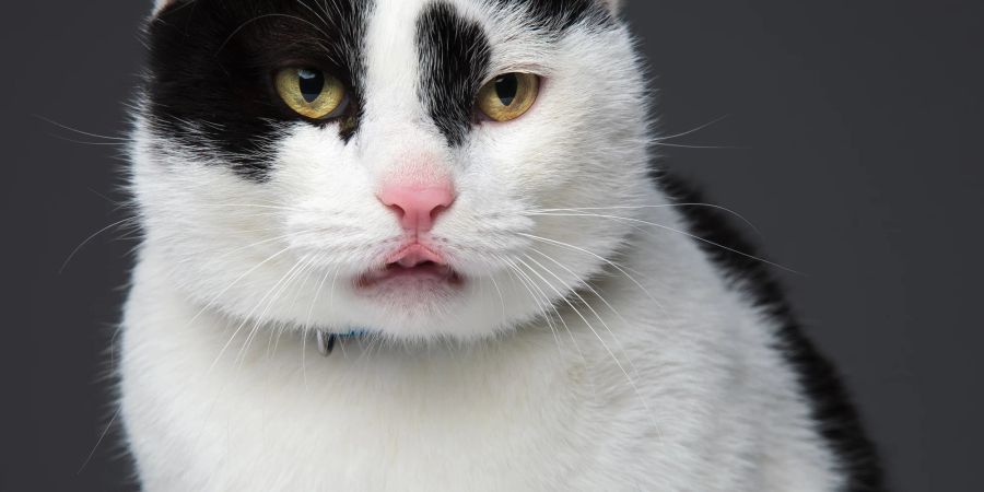 Ein leicht geöffneter Mund sowie ein konzentrierter Blick in die Ferne deuten bei Katzen auf das Flehmen hin.