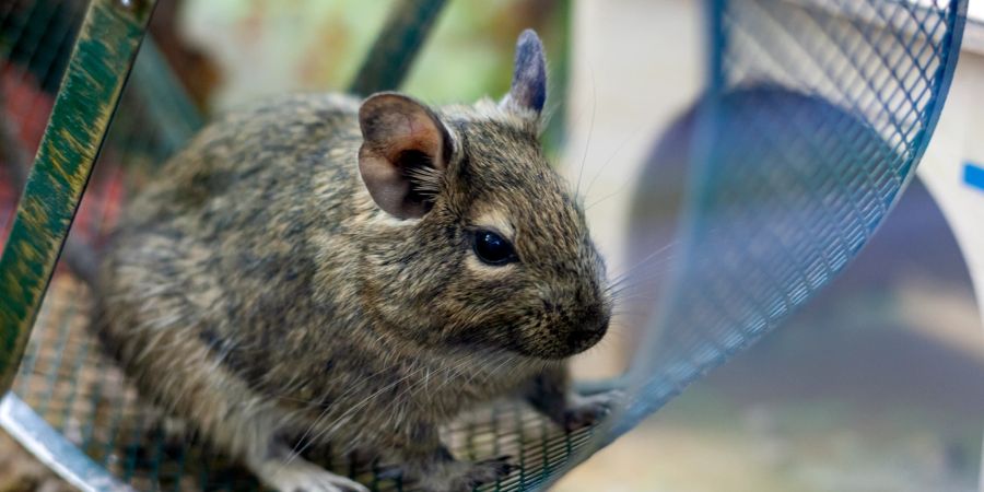 Degu