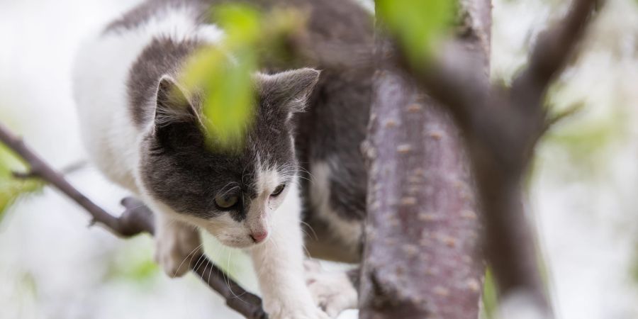 Katze klettert auf Baum