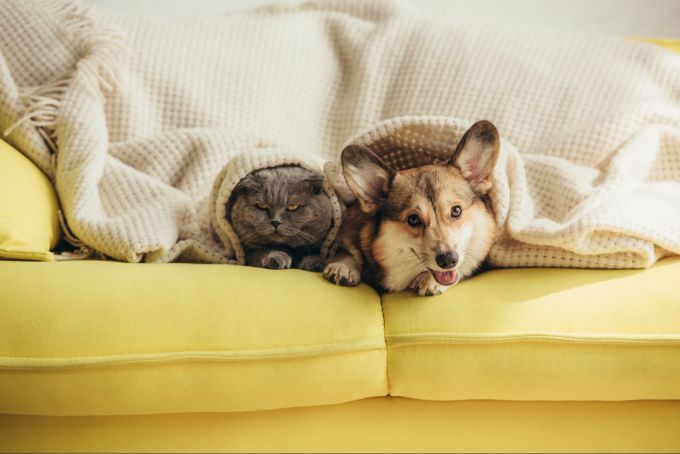 Gut möglich, dass die Tiere später zusammen kuscheln. Zu Beginn sollte man auf die jeweiligen Rückzugsmöglichkeiten achten. Katze und Hund