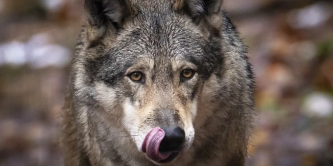 Der Wolf hat im vergangenen Jahr weit über 400 beschützte Schafe und Ziegen gerissen. Zu viel, finden die Bauern. Wolf Bauernverband Schafe Herdenschutz