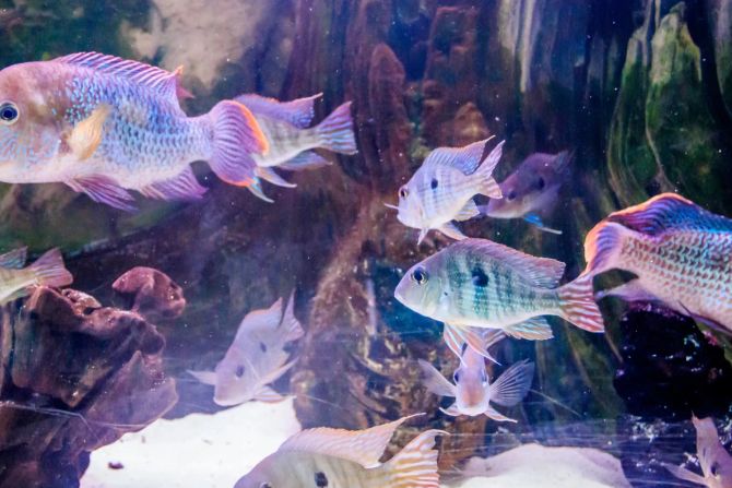 Fische