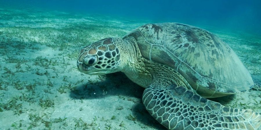 Eine Grüne Meeresschildkröte (Chelonia mydas) schwimmt im Roten Meer. Meeresschildkröten gehören zu den wandernden Tierarten.