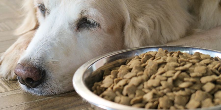 Hund verweigert Futter