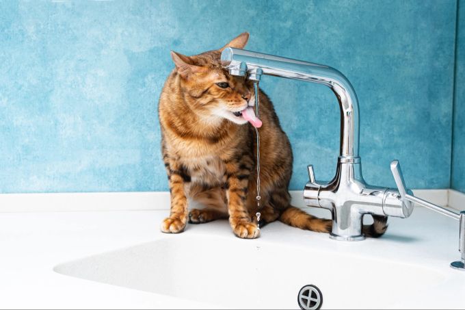 Gegen Wasser lässt sich eigentlich nichts Negatives sagen. Katze, Wasser