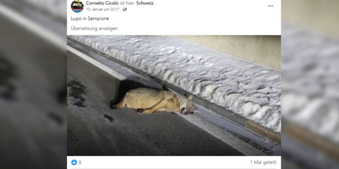 Mitte Januar wurde auf dem Simplonpass ein toter Wolf gefunden. Wolf