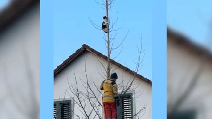 Ein Feuerwehrmann versuchte, das Büsi zu retten – doch es fiel vom Baum.