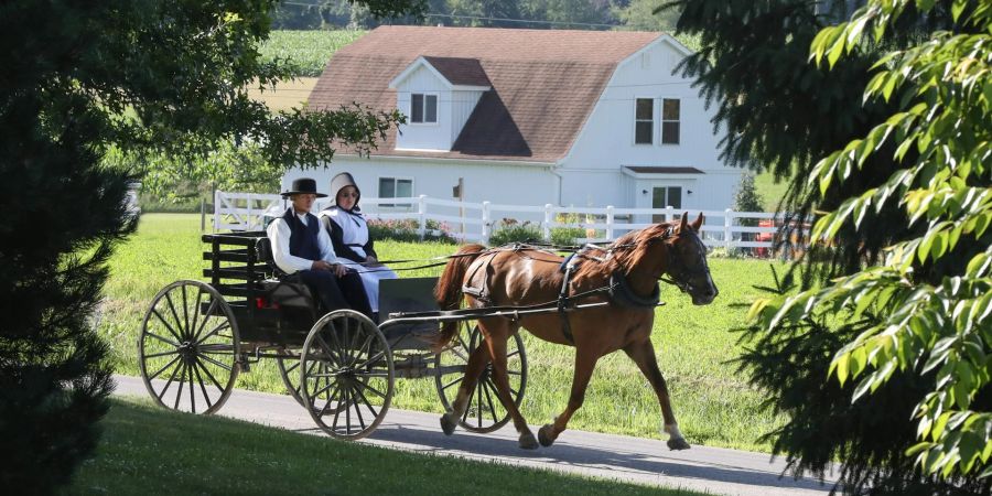 amish supermarkt pferd wagen