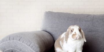 Kaninchen auf dem Sofa