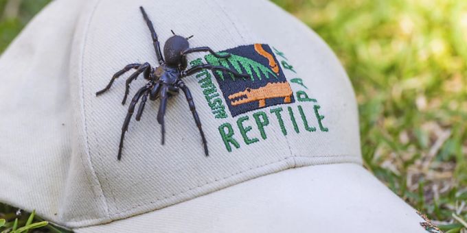 «Herkules» - Mega-giftige Rekordspinne in Australien entdeckt