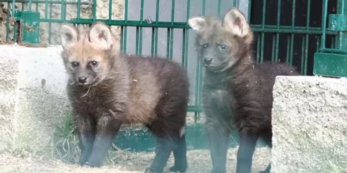 Die zwei neugeborenen Welpen im Salzburger Zoo. welpen