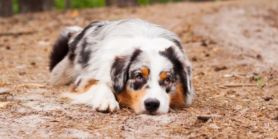 Australian Shepherd