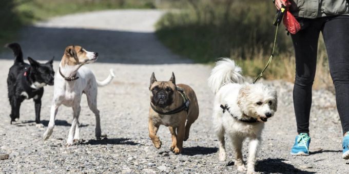 In New York sind besonders viele Hunde zu sehen. Eine Ausstellung im Museum widmet sich den Haustieren der Stadt. (Symbolbild) Je mehr Hunde, umso mehr «Häufchen»: In Lugano appelliert die Stadt an fehlbare Halterinnen und Halter. (Symbolbild)