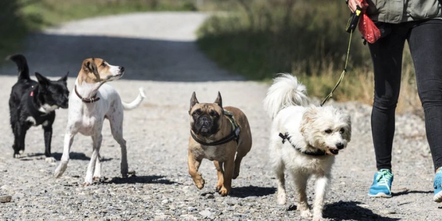 Je mehr Hunde, umso mehr «Häufchen»: In Lugano appelliert die Stadt an fehlbare Halterinnen und Halter. (Symbolbild)