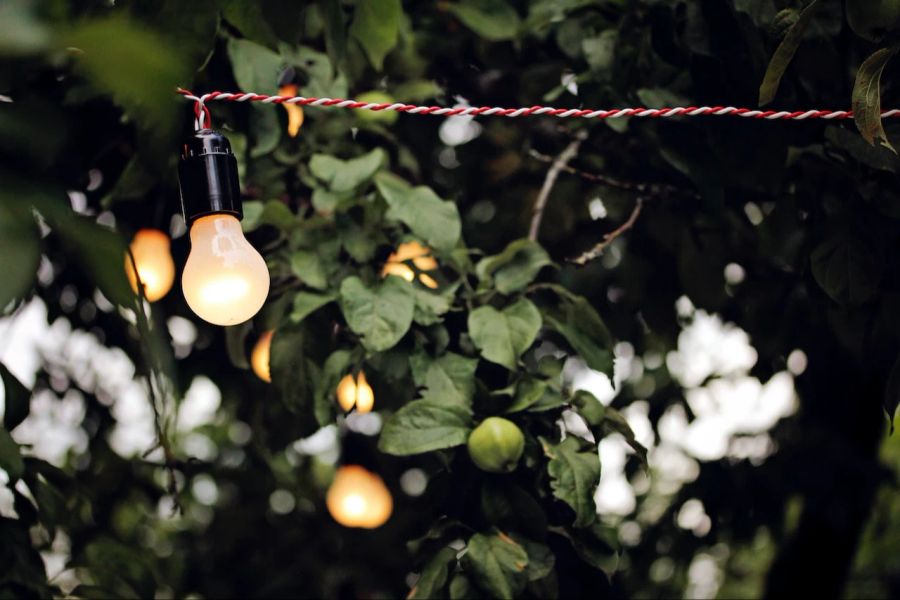 Glühbirne Baum Frucht Abendstimmung Licht