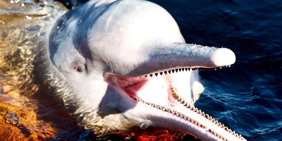 Ein Amazonasdelfin schwimmt im Rio Negro in der Nähe von Manaus.