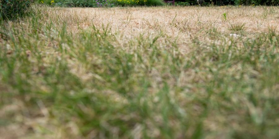 Viele Rasenflächen sind vertrocknet und haben durch die sommerliche Hitze gelitten.