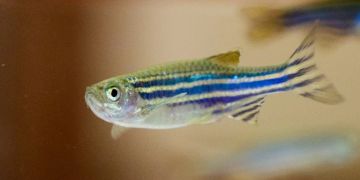 zebrafisch