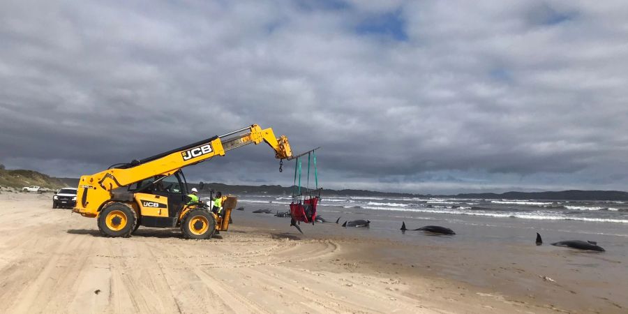 Retter versuchen, einen gestrandeten Wal ins offene Wasser zu bringen.