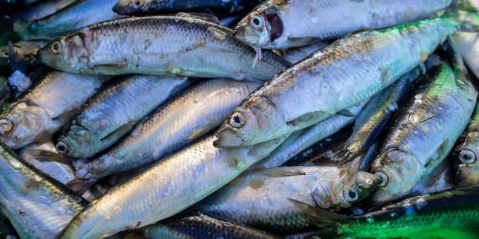 Frisch gefangene Heringe liegen in einer Fischkiste im Fischereihafen. Frisch gefangene Heringe liegen in einer Fischkiste im Fischereihafen.