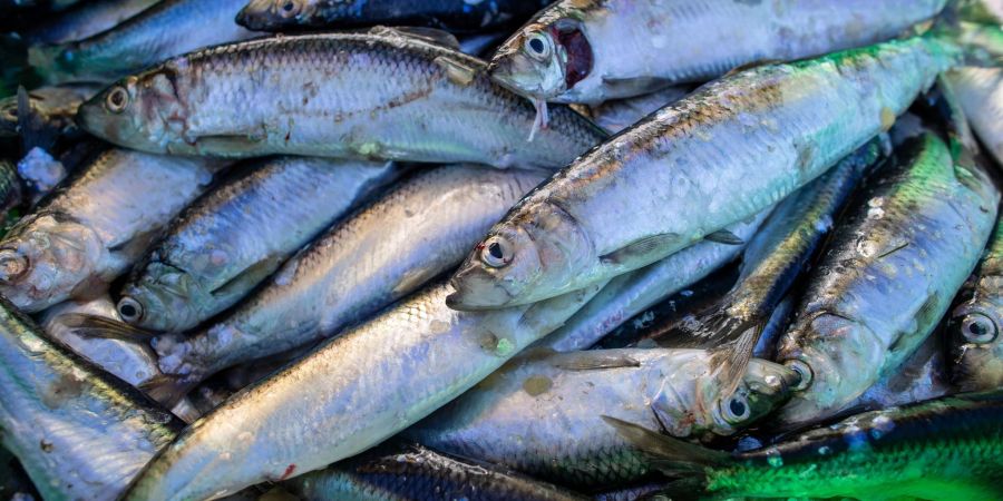 Frisch gefangene Heringe liegen in einer Fischkiste im Fischereihafen.