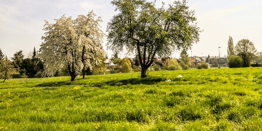 Wiese am Rande von Romanshorn