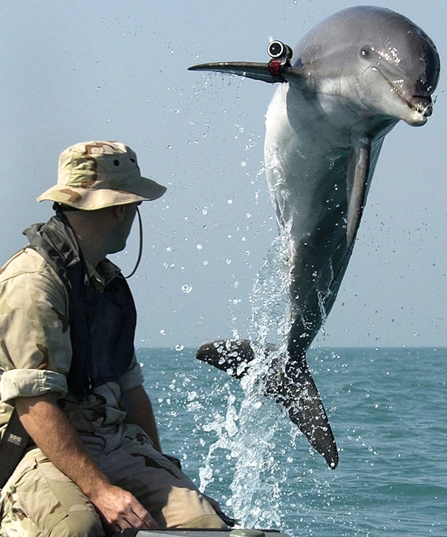 Ein Delfin der US-Navy springt während einer Trainingsübung mit einer Kamera an der Flosse aus dem Wasser nahe der USS Gunston Hall im persischen Golf.