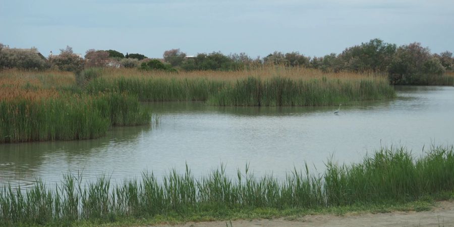 Ein Teich am Rande des Ortes Saintes-Maries-de-la-Mer. Das Meer droht, sich immer grössere Teile der flachen Küste einzuverleiben.