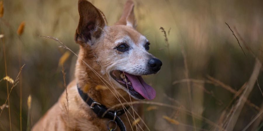 Hund im Feld