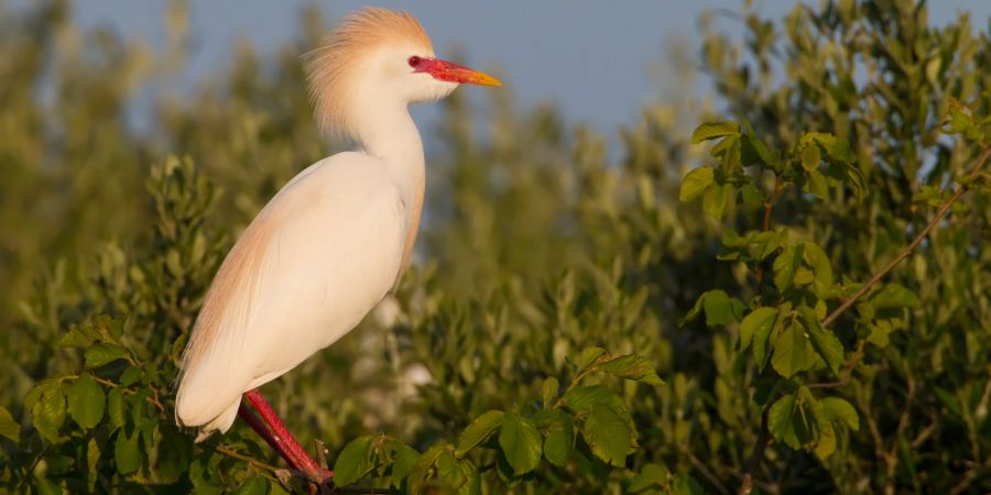 Kuhreiher Tierschutz