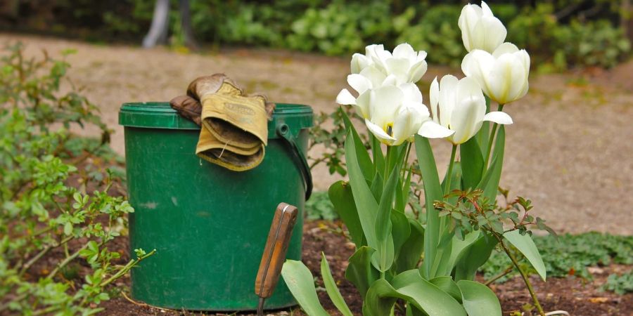 Blumen und Topf