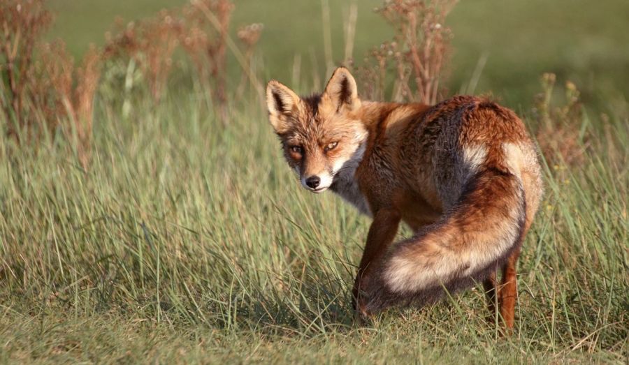 Ein Deutscher hat in der Nacht einen Fuchs gesehen, der einen Pfeil im Kopf hatte. (Symbolbild)