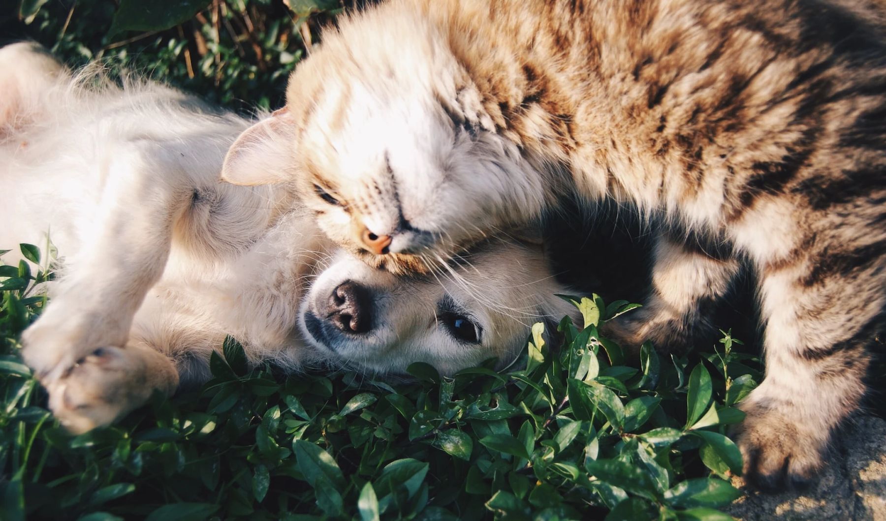 Tierische Freundschaft: Wie Sie eine Katze an einen Hund gewöhnen | Nau