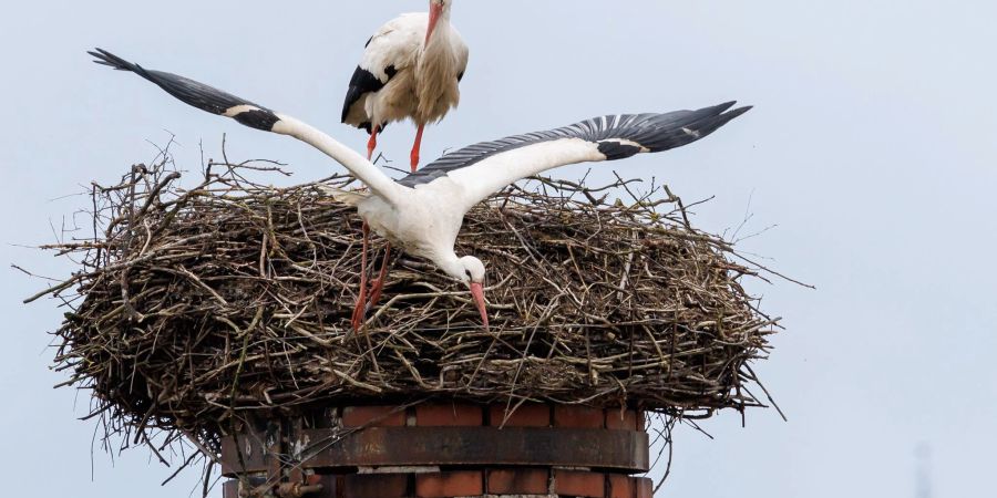 Ein Storch startet aus seinem Horst: «Wenn ein grosser Populationsdruck da ist, können an günstigen Standorten Kolonien entstehen.»