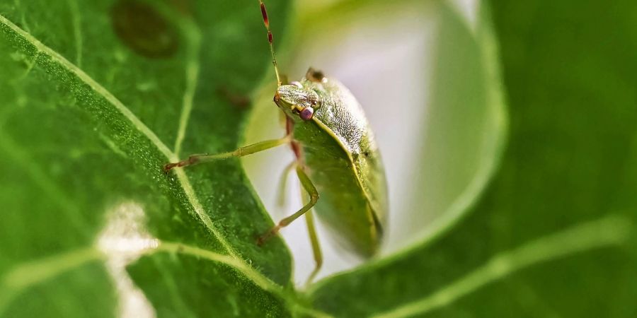Eine Grüne Reiswanze (Nezara viridula), aufgenommen beim Landwirtschaftlichen Technologiezentrum Augustenberg (LTZ). Die eingeschleppten Krabbeltiere sind nur ein Vorbote für das, was infolge des Klimawandels noch blühen könnte.