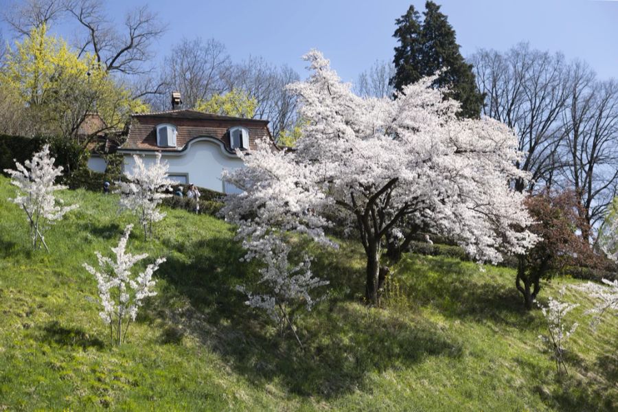 Die erste Maiwoche war sonnig und warm. Im Bild: Kirschblüten in Bern.