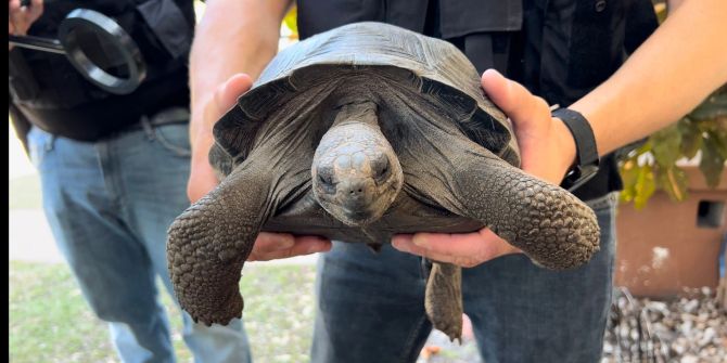 Galapagos-Schildkröte