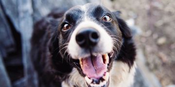 Hund
