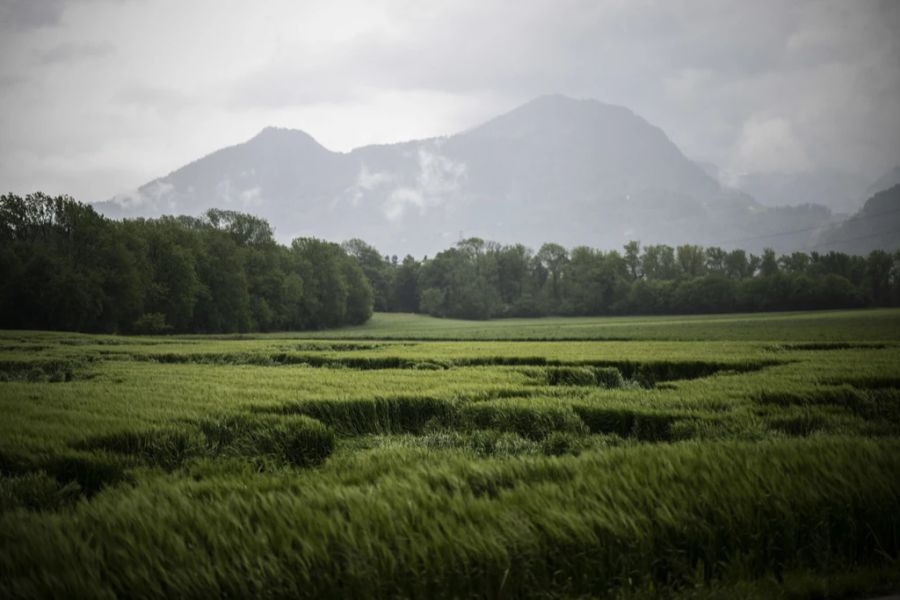 Laut Wetter-Modellen ist frühestens ab dem 20. Juni wieder mit grösseren Regenmengen zu rechnen.